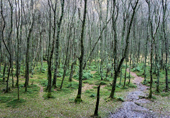 Fototapeta na wymiar Young forest growing in a swamp.