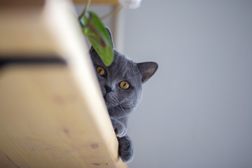 grey British cat lies on a shelf and looks out from behind a potted flower