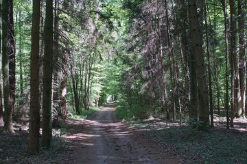 Fototapeta premium Hohlweg im Wald