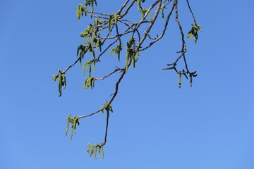 Nussbaum blühend vor blauem Himmel
