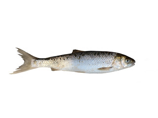 Freshwater fish isolated on white background closeup.