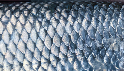 Art Real walleye Fish Scales Background © Gunay Abbas
