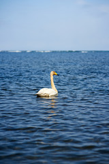 swan on the water