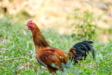 Rooster in grass field and copy space