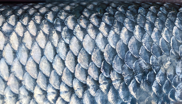 Art Real walleye Fish Scales Background