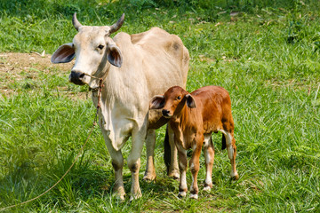 Naklejka na ściany i meble The white cow and the brown calf are looking at something.