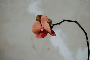 red orchid on the wall