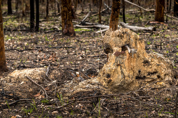 A forest next to the Wallaga Lake in New South Wales, Australia burnt down during the bush fires. Life comes back to nature.