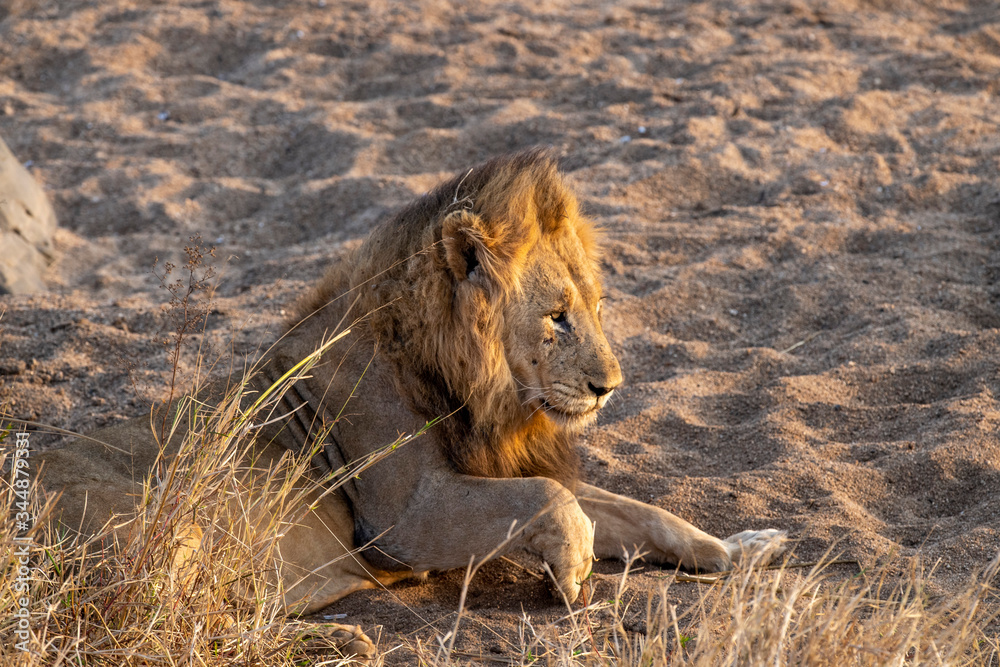 Wall mural male lion in kruger park south africa