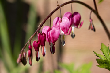 Bleeding Hearts in the spring sunshine