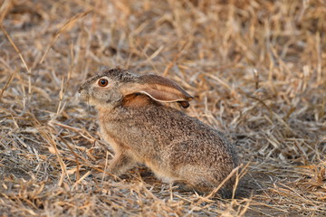 freightened hare in kruger park