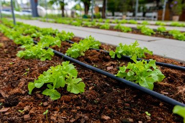 Plants and vegetable in organics hydroponics farm,Concept farming, food production.