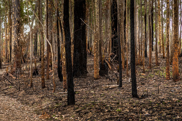 A forest next to the Wallaga Lake in New South Wales, Australia burnt down during the bush fires. Life comes back to nature.
