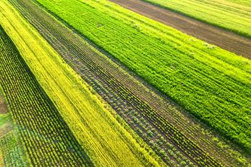 Aerial view of green agricultural fields in spring with fresh vegetation after seeding season on a warm sunny day.