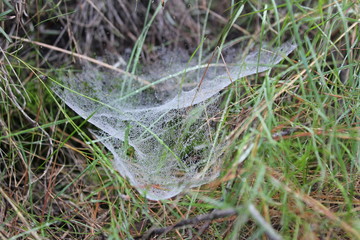 Telaraña en su habitat