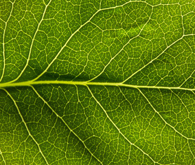 closeup green leaf for background 