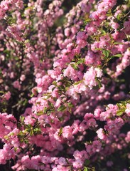 Fototapeta premium pink cherry blossom