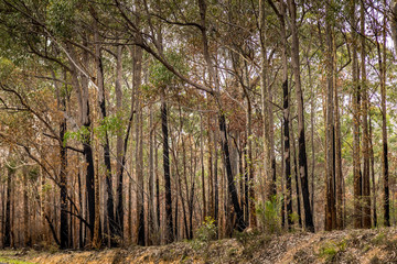 A forest next to the Wallaga Lake in New South Wales, Australia burnt down during the bush fires. Life comes back to nature.