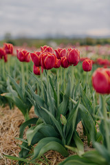 Beautiful Red Tulips Blooming on Field Agriculture