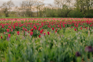 Beautiful Red Tulips Blooming on Field Agriculture