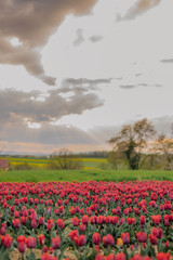 Beautiful Red Tulips Blooming on Field Agriculture