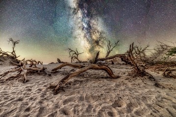 Trees at the Mesquite Flats Sand Dunes, Death Valley with the sky full of stars in the background