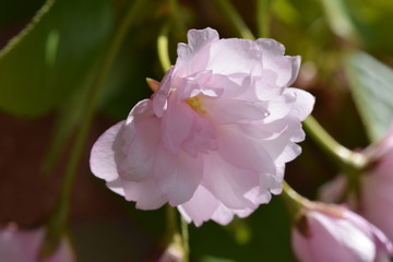 Japanische Kirschbaumblüte offen