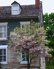 Flowering Tree Old Building
