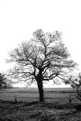 lonely tree in the fog