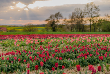 Fototapeta premium Beautiful Red Tulips Blooming on Field Agriculture