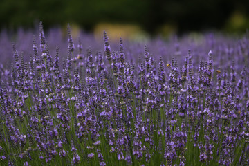 Naklejka premium lavendelfeld