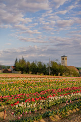 Various Type of Tulips Blooming on Field in Netherlands