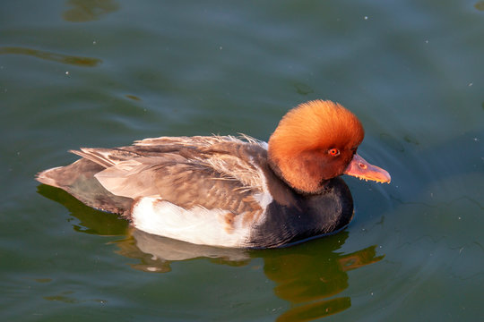 Canard nette rousse -Netta rufina - en promenade sur l'étang	