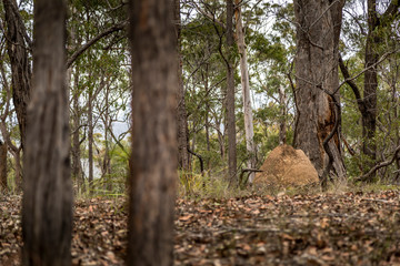 A termite mound in a forest next to Wallaga Lake in New South Wales, Australia which burnt down during the bush fires.