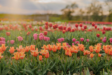 Yellow Purple and Red Fresh Tulips Blooming on Field at Flower plantation Farm