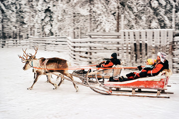 Racing on Reindeer sled in Finland - 344883125