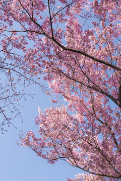 Pink sakura or cherry blossoms on a blue sky sunny spring day in Tokyo in Japan. The dark branches, blue colored sky and bright pink petals and flowers make a nice contrast.