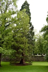 Obraz premium Trees in a well maintained city park