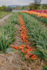 Tulips Petals on Ground at Flowers Plantation Farm in Netherlands