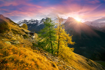 Bright yellow larch in the Alps - obrazy, fototapety, plakaty