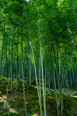 Naklejka na ściany i meble Bamboo forest in Arashiyama, a district in Kyoto, Japan on a sunny spring day. Tall green bamboo with light and shadow in the hills.