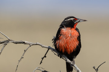 Sturnella Loyca (common loica), bird of strong colors. They can be observed on the southern coast of Patagonia and the Falkland Islands.