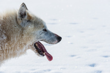 Obraz premium Greenland dog running with mouth open and tongue out