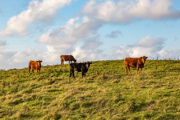 Cows in the Countryside