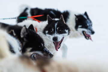 Greenland dogs running with mouth open and tongue out