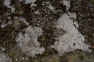 overgrown with moss of the old abandoned concrete road