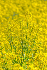 Obraz premium Blühendes Rapsfeld im Frühling