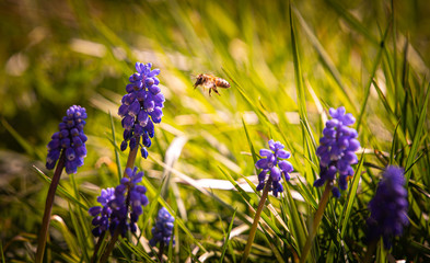 Biene und Perlhyazinthen