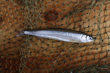 Smelt fishes on net. Pacific smelt fish variety