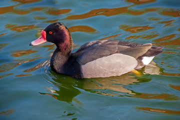 Canard nette Peposaca - Netta peposaca - sur l'étang